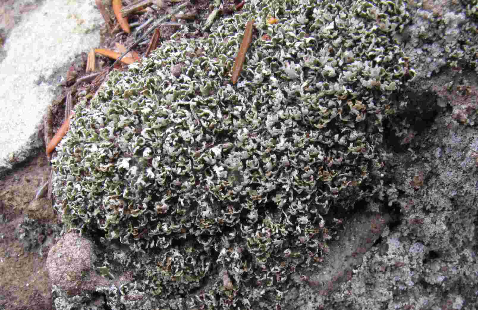 [Cladonia microphylla]